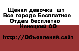 Щенки девочки 4шт - Все города Бесплатное » Отдам бесплатно   . Ненецкий АО